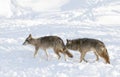 Two coyotes Canis latrans on white background walking and hunting in the winter snow Royalty Free Stock Photo