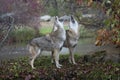 Two coyotes howling in early morning