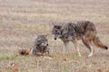 Two Coyotes in an Open Prairie Royalty Free Stock Photo