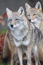Two coyotes on the prowl in vertical format Royalty Free Stock Photo