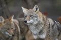 Two coyotes on the prowl Royalty Free Stock Photo