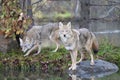 Two coyotes walking by the water`s edge Royalty Free Stock Photo
