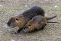 Coypu Nutria in Prague city Royalty Free Stock Photo