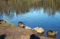 Two coypu (nutria)