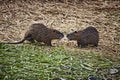 Two coypus, similar at large rats, watching heach other not in a
