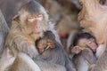 Two Crab Eating Macaques nursing their young