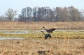 Crane birds in flood field, Lithuania