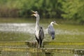 Cranes perched on a mid river fence, stanborough park, birds england