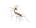 Two Crane fly, daddy-longlegs, mating, isolated