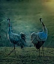 Cranes are dancing in the morning light. Royalty Free Stock Photo