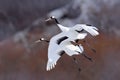 Two cranes in fly. Flying white birds Red-crowned crane, Grus japonensis, with open wing, trees ad snow in background, Hokkaido