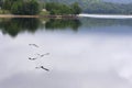 Pair of flying cranes on still water on cloudy morning Royalty Free Stock Photo