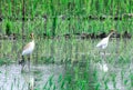 Two cranes hunting prey in ricefield