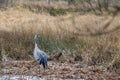 2 cranes are standing in a field looking for food Royalty Free Stock Photo