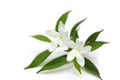 Two crape Jasmine flowers