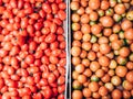 Two crates of fresh Italian yellow and red tomatoes Royalty Free Stock Photo