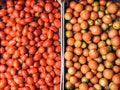 Two crates of fresh Italian yellow and red tomatoes Royalty Free Stock Photo