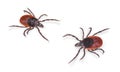 Closeup of parasitic castor bean ticks isolated on white background. Ixodes ricinus Royalty Free Stock Photo