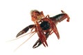 Two Crayfish cooked Royalty Free Stock Photo