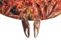 Two Crayfish cooked Royalty Free Stock Photo