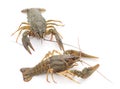 Two crayfishes. Royalty Free Stock Photo