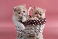 Two cream exotic Persian kittens sit in a wicker basket on a pink background Royalty Free Stock Photo