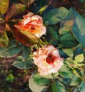 Two cream colored roses in bloom Royalty Free Stock Photo