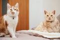 Two cream coloured cats resting on bed at home, younger closer one in focus Royalty Free Stock Photo