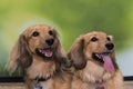 Two cream coloured long-haired dachshunds