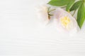 Two cream peonies on a white textural wooden table