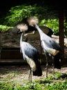 Two crested cranes (Balearica regulorum gibbericeps) look around