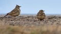 Two Crested Larks sits on on the ground in cold weather Royalty Free Stock Photo