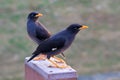 The two Crested Myna birds Royalty Free Stock Photo