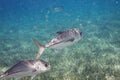 Two Crevalle jack