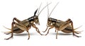 Two crickets facing each other on white background, ai generated Royalty Free Stock Photo