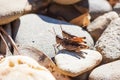 Two crickets mating on pebbles. Closeup macro shot Royalty Free Stock Photo