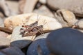 Two crickets mating on pebbles. Closeup macro shot. Royalty Free Stock Photo