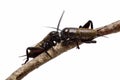 Two crickets on a stick. Royalty Free Stock Photo