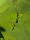 two crickets that are very voraciously eat green taro leaves even almost a few centimeters