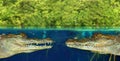 Two crocodile face each other in mangrove swamp Royalty Free Stock Photo