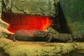 Two crocodiles bask in a fiery cave. Crocodiles are heated under an infrared lamp. Moscow zoo