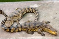 Two crocodiles lay on a concrete platform near the pool. Royalty Free Stock Photo