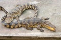 Two crocodiles lay on a concrete platform near the pool. Royalty Free Stock Photo