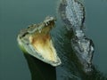 Two crocodiles on a river Royalty Free Stock Photo