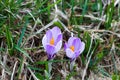 Two crocus budded in a field Royalty Free Stock Photo