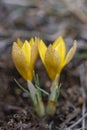 Two Crocus chrysantus yellow flowers Royalty Free Stock Photo