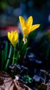 Two crocus flowers Royalty Free Stock Photo