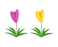 Two crocus flowers icons Royalty Free Stock Photo