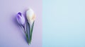 Two crocus flowers are lying on a pastel blue and purple background with copy space. The image evokes the end of winter Royalty Free Stock Photo