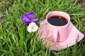 Two crocus flowers, white and purple, with a pink cup of coffee. Royalty Free Stock Photo